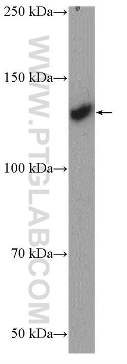 OXR1 Rabbit anti-Human, Mouse, Rat, Polyclonal, Proteintech 20 &mu;L; Unconjugated 