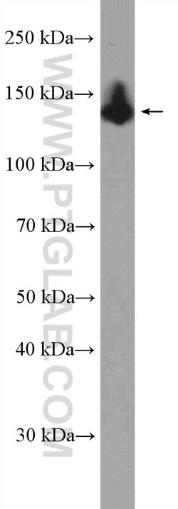 OXR1 Rabbit anti-Human, Mouse, Rat, Polyclonal, Proteintech:Antibodies:Primary