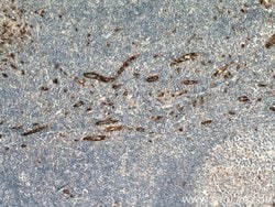 SPARCL1 Rabbit anti-Human, Polyclonal, Proteintech:Antibodies:Primary Antibodies