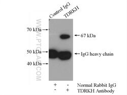 TDRKH Rabbit anti-Human, Mouse, Rat, Polyclonal, Proteintech:Antibodies:Primary
