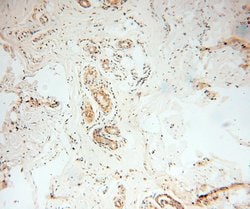 P2RX4 Rabbit anti-Human, Mouse, Polyclonal, Proteintech 150 &mu;L; Unconjugated:Antibodies,