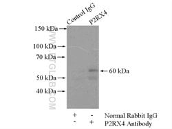 P2RX4 Rabbit anti-Human, Mouse, Polyclonal, Proteintech 150 &mu;L; Unconjugated:Antibodies,