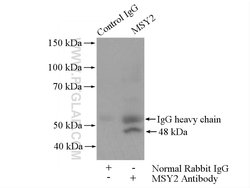 MSY2 Rabbit anti-Human, Mouse, Rat, Polyclonal, Proteintech:Antibodies:Primary