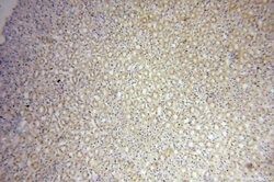 PDSS2 Rabbit anti-Human, Mouse, Rat, Polyclonal, Proteintech 150 &mu;L;