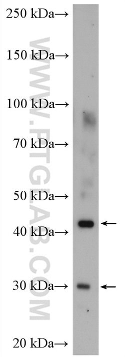 PDSS2 Rabbit anti-Human, Mouse, Rat, Polyclonal, Proteintech 150 &mu;L;