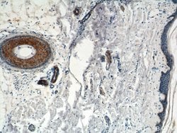 ST3GAL4 Rabbit anti-Human, Mouse, Rat, Polyclonal, Proteintech 150 &mu;L;