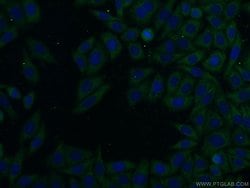 SFI1 Rabbit anti-Human, Mouse, Polyclonal, Proteintech:Antibodies:Primary