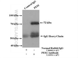 PES1 Rabbit anti-Human, Mouse, Rat, Polyclonal, Proteintech 150 &mu;L;