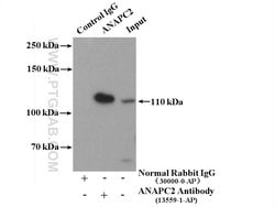 APC2 Rabbit anti-Human, Mouse, Rat, Polyclonal, Proteintech:Antibodies:Primary