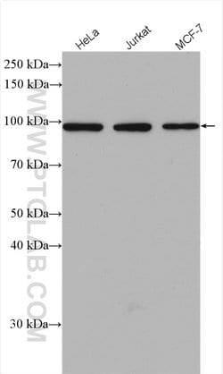 APC2 Rabbit anti-Human, Mouse, Rat, Polyclonal, Proteintech:Antibodies:Primary
