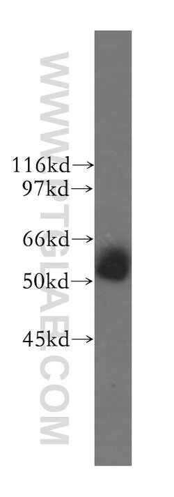 KHDRBS3 Rabbit anti-Human, Mouse, Rat, Polyclonal, Proteintech:Antibodies:Primary