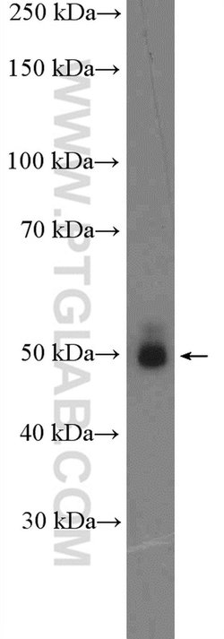 KHDRBS3 Rabbit anti-Human, Mouse, Rat, Polyclonal, Proteintech:Antibodies:Primary