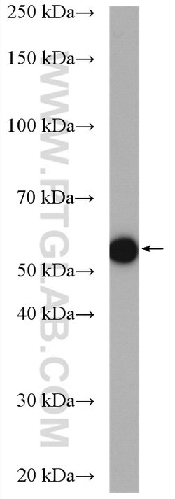 KHDRBS3 Rabbit anti-Human, Mouse, Rat, Polyclonal, Proteintech:Antibodies:Primary
