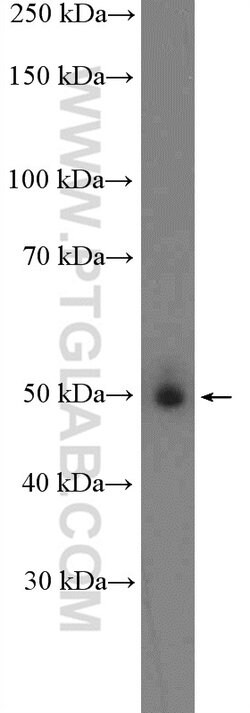 KHDRBS3 Rabbit anti-Human, Mouse, Rat, Polyclonal, Proteintech:Antibodies:Primary