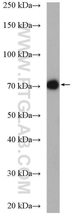 UBQLN3 Rabbit anti-Human, Mouse, Rat, Polyclonal, Proteintech 150 &mu;L;