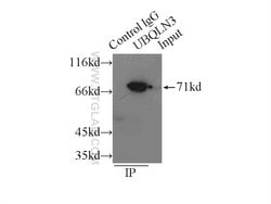 UBQLN3 Rabbit anti-Human, Mouse, Rat, Polyclonal, Proteintech 150 &mu;L;