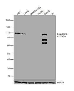 Invitrogen E-cadherin Monoclonal Antibody (SHE78-7) 100 &mu;g; Unconjugated:Antibodies,