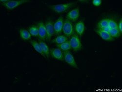 ARFGAP1 Rabbit anti-Human, Mouse, Rat, Polyclonal, Proteintech 150 &mu;L;