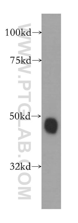 ARFGAP1 Rabbit anti-Human, Mouse, Rat, Polyclonal, Proteintech 150 &mu;L;