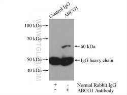 ABCG1 Rabbit anti-Human, Mouse, Rat, Polyclonal, Proteintech:Antibodies:Primary