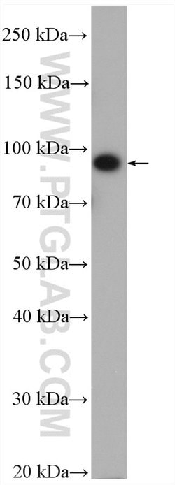 ABCG1 Rabbit anti-Human, Mouse, Rat, Polyclonal, Proteintech:Antibodies:Primary