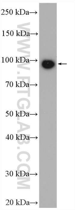 ABCG1 Rabbit anti-Human, Mouse, Rat, Polyclonal, Proteintech:Antibodies:Primary