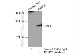 PRDX6 Rabbit anti-Human, Mouse, Rat, Polyclonal, Proteintech 150 &mu;L;