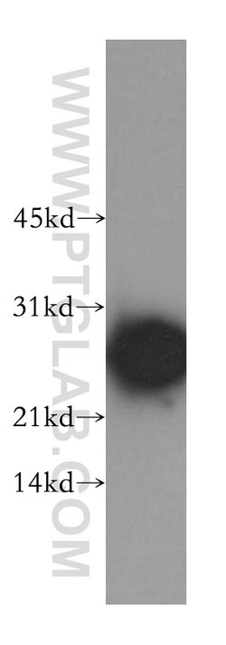 PRDX6 Rabbit anti-Human, Mouse, Rat, Polyclonal, Proteintech 150 &mu;L;