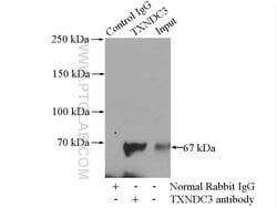TXNDC3 Rabbit anti-Human, Mouse, Rat, Polyclonal, Proteintech 150 &mu;L;