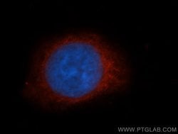 GZMB Rabbit anti-Human, Polyclonal, Proteintech:Antibodies:Primary Antibodies