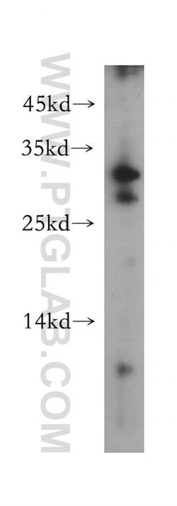 CLEC10A/CD301 Rabbit anti-Human, Polyclonal, Proteintech 150 &mu;L; Unconjugated:Antibodies,