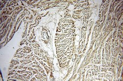 Tenascin-X Rabbit anti-Human, Mouse, Rat, Polyclonal, Proteintech:Antibodies:Primary