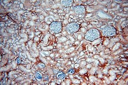 Tenascin-X Rabbit anti-Human, Mouse, Rat, Polyclonal, Proteintech:Antibodies:Primary