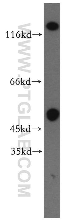 GRIK2 Rabbit anti-Human, Mouse, Rat, Polyclonal, Proteintech:Antibodies:Primary