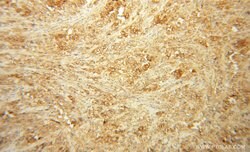 Cadherin-7 Rabbit anti-Human, Mouse, Rat, Polyclonal, Proteintech 150 &mu;L;