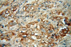 Cadherin-7 Rabbit anti-Human, Mouse, Rat, Polyclonal, Proteintech 150 &mu;L;