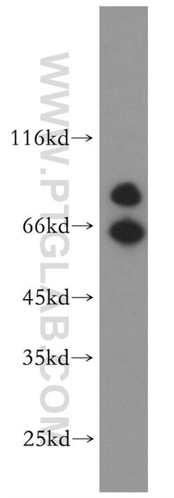 Cadherin-7 Rabbit anti-Human, Mouse, Rat, Polyclonal, Proteintech 150 &mu;L;