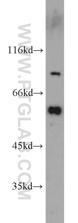 Cadherin-7 Rabbit anti-Human, Mouse, Rat, Polyclonal, Proteintech 150 &mu;L;