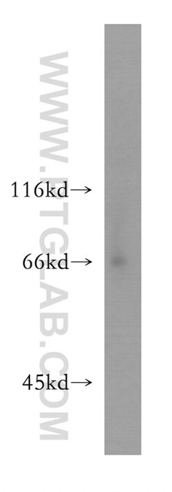 LSAMP Rabbit anti-Human, Mouse, Rat, Polyclonal, Proteintech 150 &mu;L;