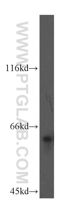 LSAMP Rabbit anti-Human, Mouse, Rat, Polyclonal, Proteintech 150 &mu;L;