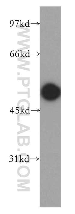 Carboxypeptidase A6 Rabbit anti-Human, Mouse, Rat, Polyclonal, Proteintech