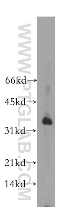 POU2AF1 Rabbit anti-Human, Mouse, Rat, Polyclonal, Proteintech 150 &mu;L;