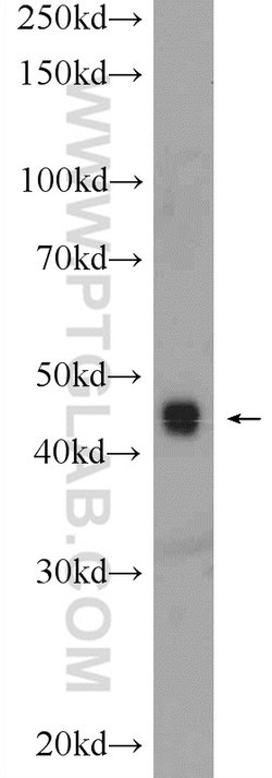 TOB2 Rabbit anti-Human, Mouse, Rat, Polyclonal, Proteintech:Antibodies:Primary