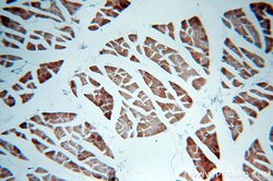 MLXIP Rabbit anti-Human, Mouse, Rat, Polyclonal, Proteintech:Antibodies:Primary