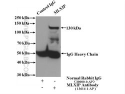 MLXIP Rabbit anti-Human, Mouse, Rat, Polyclonal, Proteintech:Antibodies:Primary