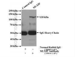 MLXIP Rabbit anti-Human, Mouse, Rat, Polyclonal, Proteintech:Antibodies:Primary