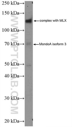 MLXIP Rabbit anti-Human, Mouse, Rat, Polyclonal, Proteintech:Antibodies:Primary