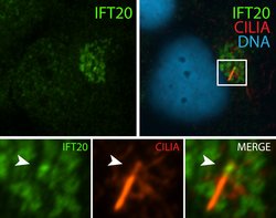IFT20 Rabbit anti-Canine, Human, Mouse, Polyclonal, Proteintech 150 &mu;L;