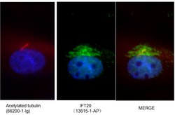 IFT20 Rabbit anti-Canine, Human, Mouse, Polyclonal, Proteintech 150 &mu;L;