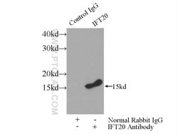 IFT20 Rabbit anti-Canine, Human, Mouse, Polyclonal, Proteintech 150 &mu;L;